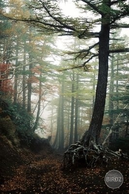 Aokigahara, les samovrahov, Japonsko .. fascinuje ma