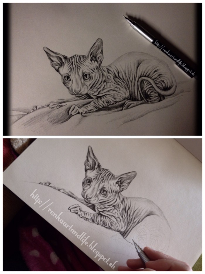 Sphynx ^_^ 