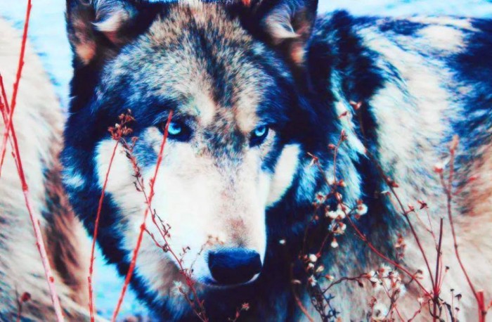 Wolf