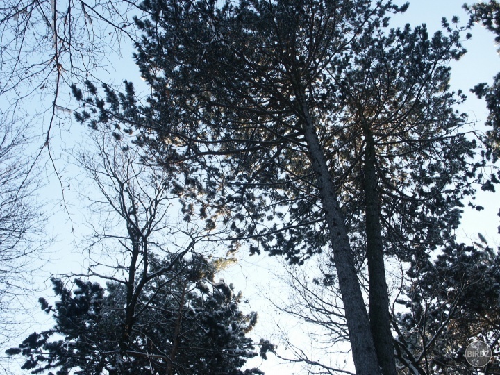 Obrázok