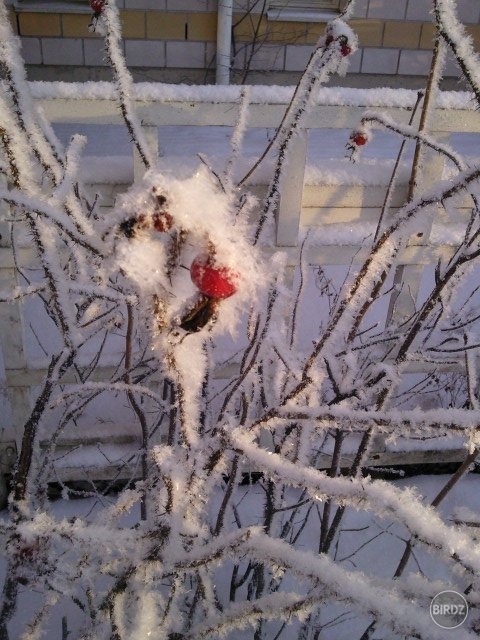 zamrznuta sipka pred mojim apartmanom, Vaasa