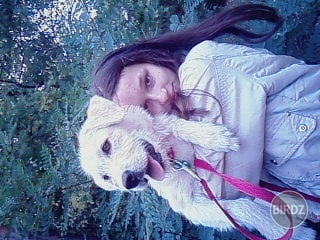 krasne usi zlaty retriver