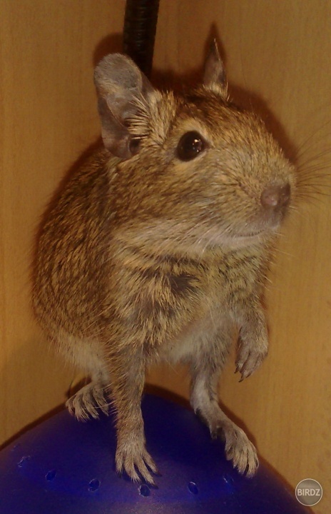 Obrázok