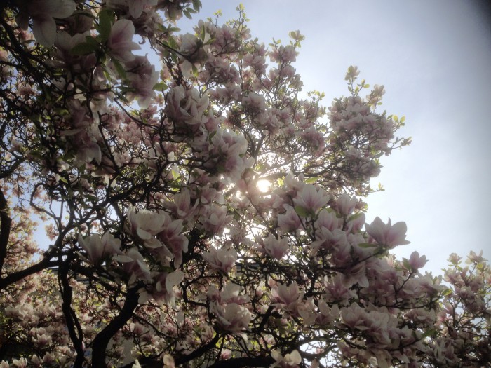 Znalci flóry,neviete,co by to mohol byt za strom? Napadla mi sakura,ale ta rastie len v Japonsku,ci? :D