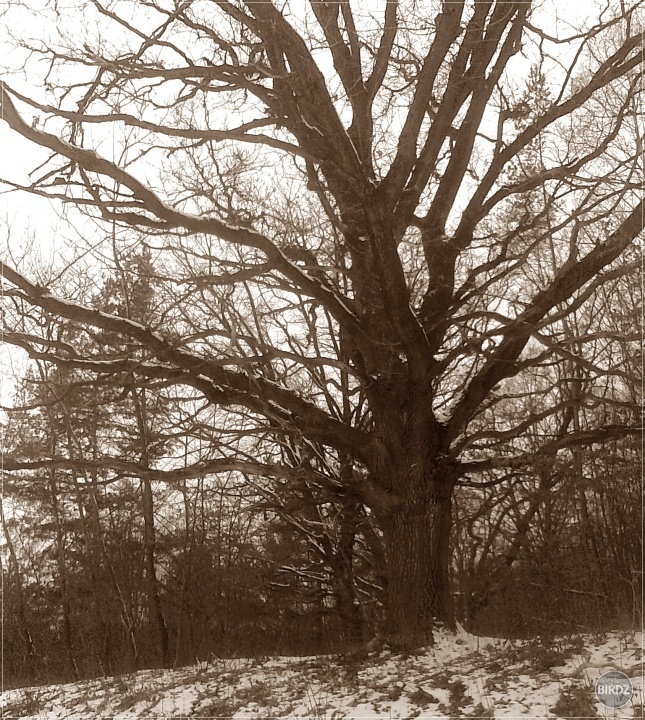 Obrázok