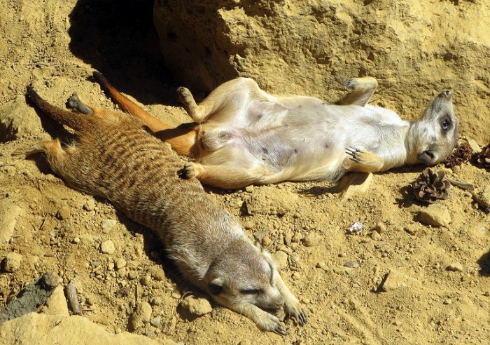 Zlatíčka zo ZOO :) 