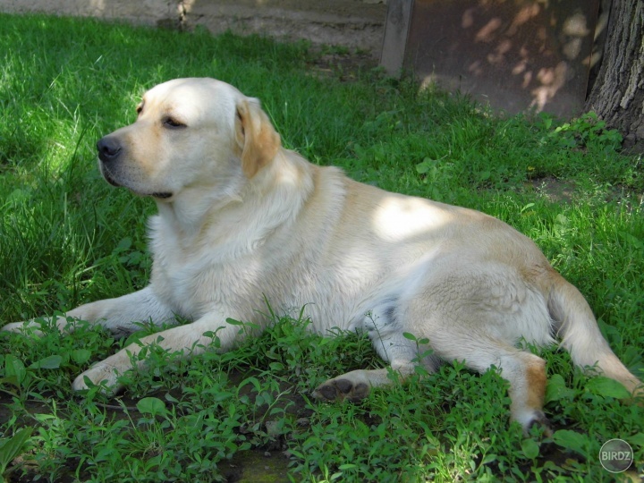 Obrázok