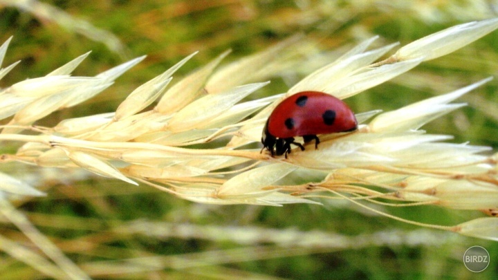 Ladybug 