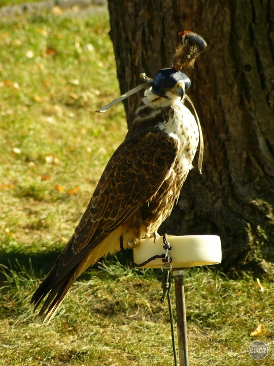 Obrázok