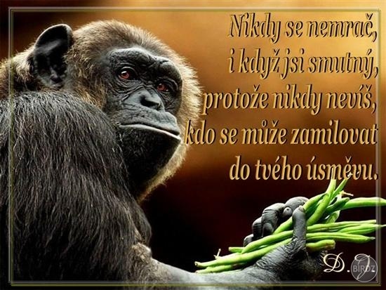 Obrázok