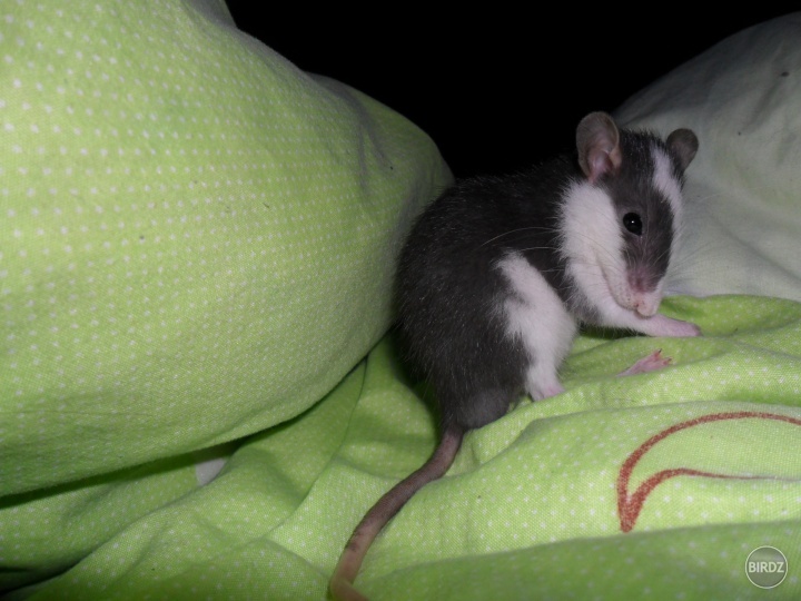 model :)