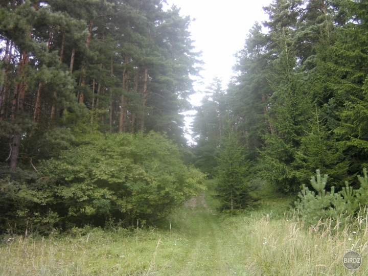 Obrázok