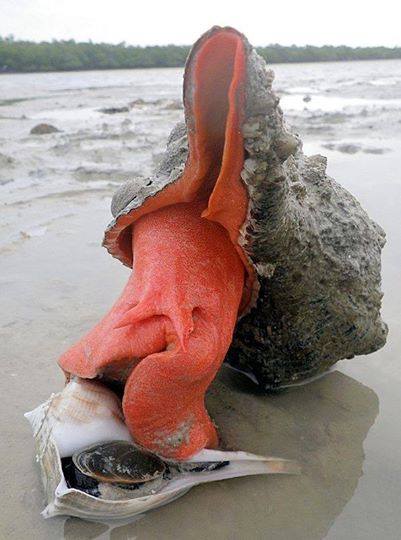 Triplofusus Giganteus na Floride :))