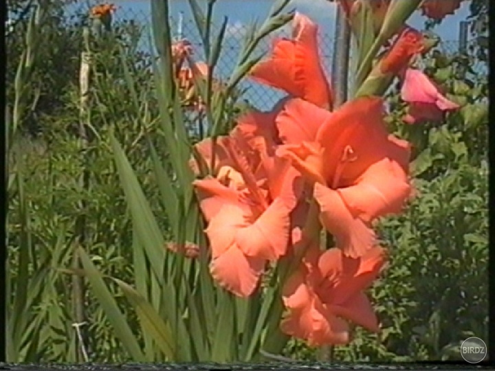 Gladiol z Vankouveru