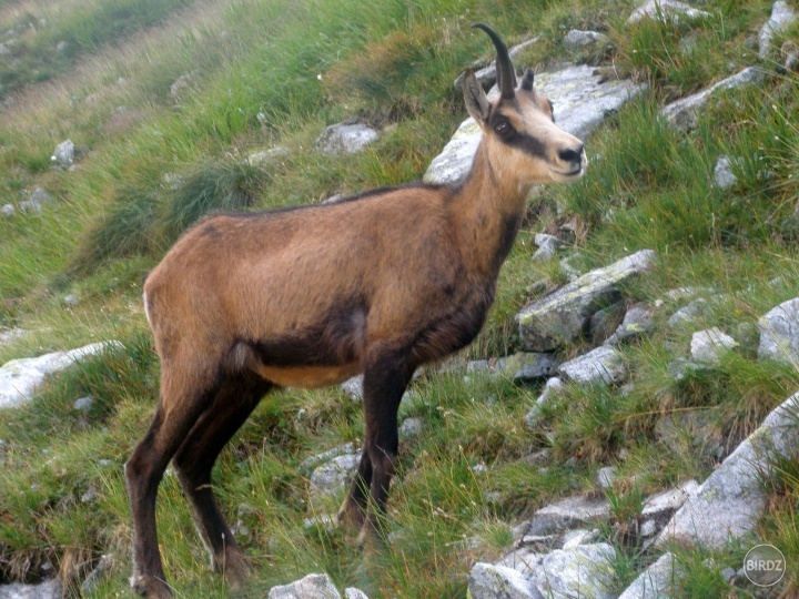 Tatranský jednorožec (Rupicapra rupicapra tatrica)