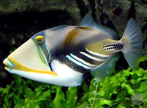 Lagoon triggerfish