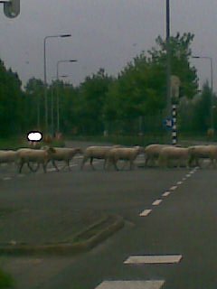 Koli ovcam (vid obrazok) som dosiel o 10 minut neskor do skoly :Dnestazujem sa, ale hvoroti ucitelke: I'm sorry, but i'm late because of sheep...