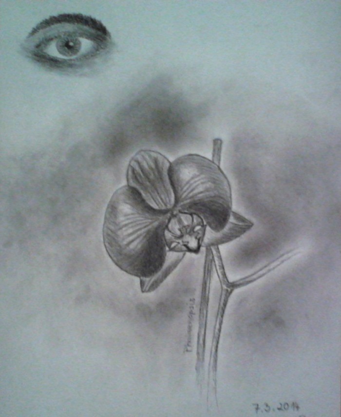 Skúšobné_4 - Orchidea phalaenopsis + oko (uhlíková a grafitová ceruza)