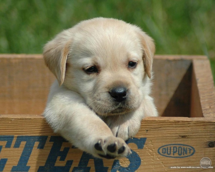 puppyy :D