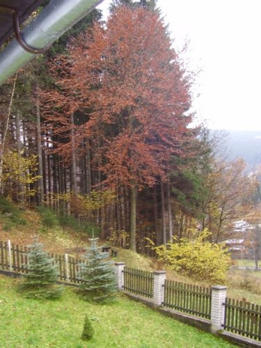 Jesenný strom