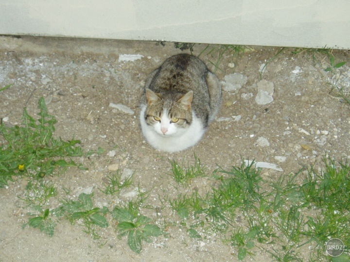 ciciak