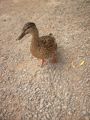 Obrázok