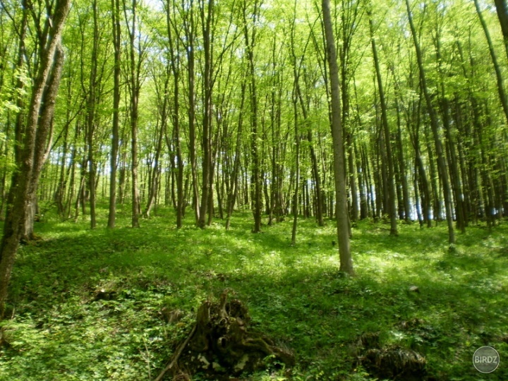 Svieža čerstvá jar pri ceste k Silickej ľadnici