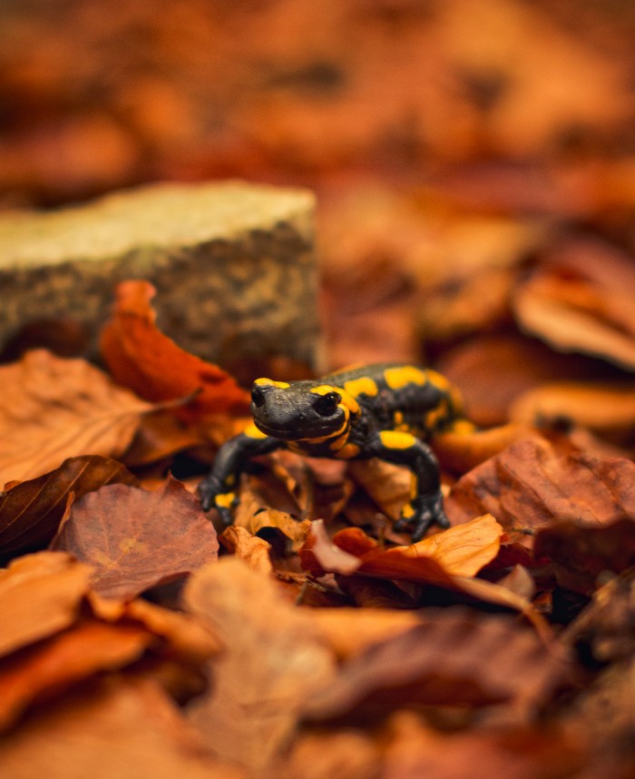 Salamandra škvrnitá, náhodou som na nu v lese natrafil , videl som ju naživo asi 2krát v živote