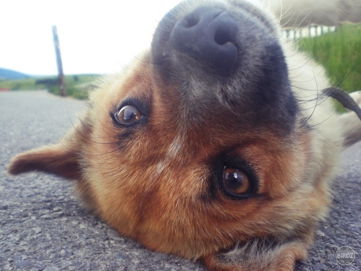 Rocky,strašne zlatučký pes na ranči v Pavlovciach. :)