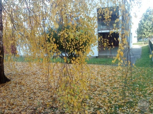 Obrázok