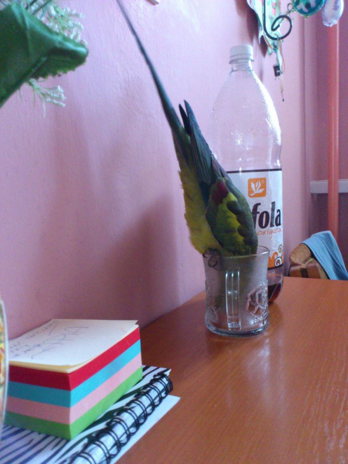 angry birds :D