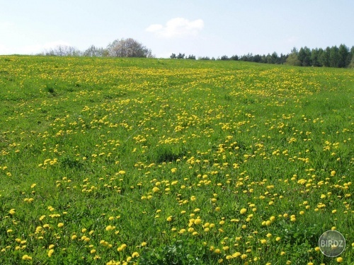 Obrázok