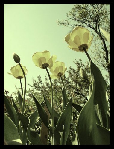 Tulips