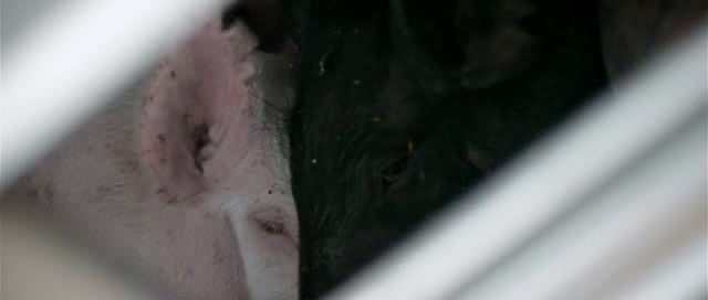 Upstream Color (Rež.: Shane Carruth Scenár: Shane Carruth Kamera: Shane Carruth Hudba: Shane Carruth Hrajú: Shane Carruth, 2013)
