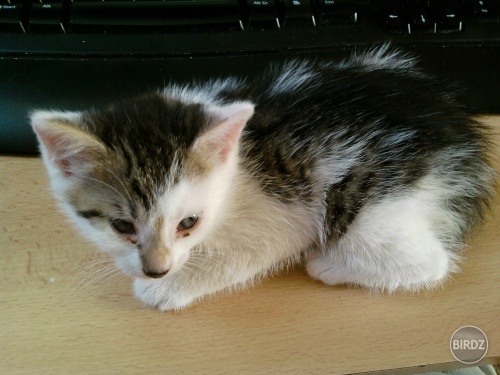 Current photo of my little kocúr:P...