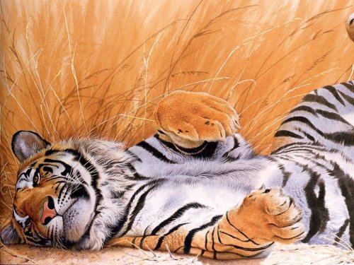 Tigerček