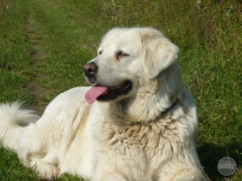 Obrázok