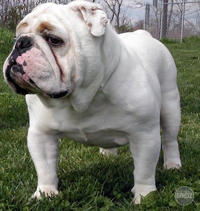 Buldog valí se ulicí