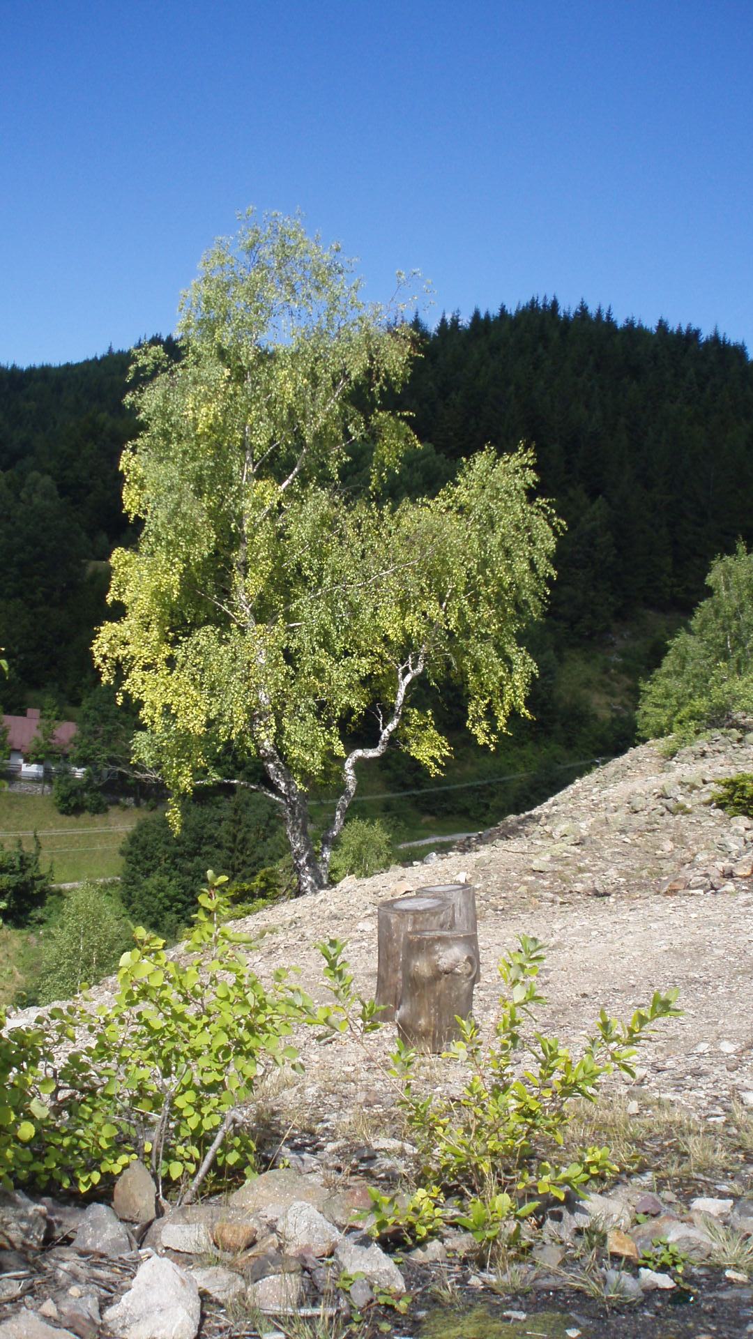 Obrázok