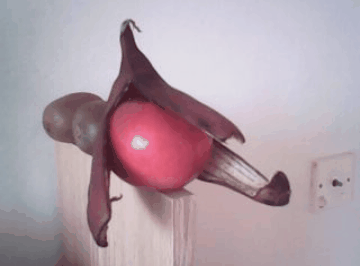 Rot - Rot