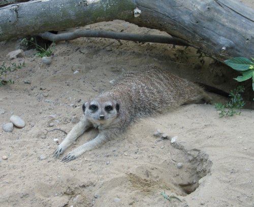 Zoo 07 (nepomôžem si, surikaty sú jednoducho fotogenické)