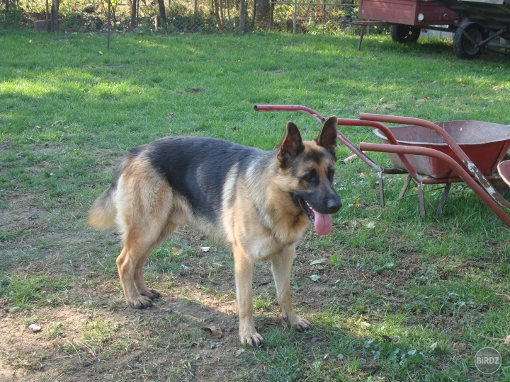 Obrázok