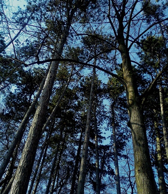 Obrázok