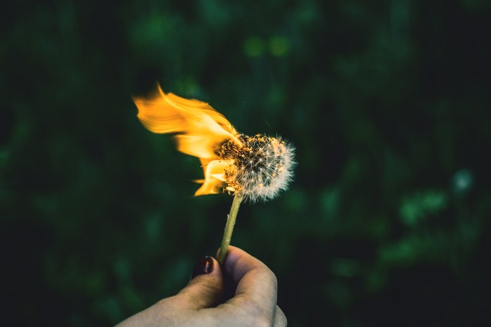 Dandelión