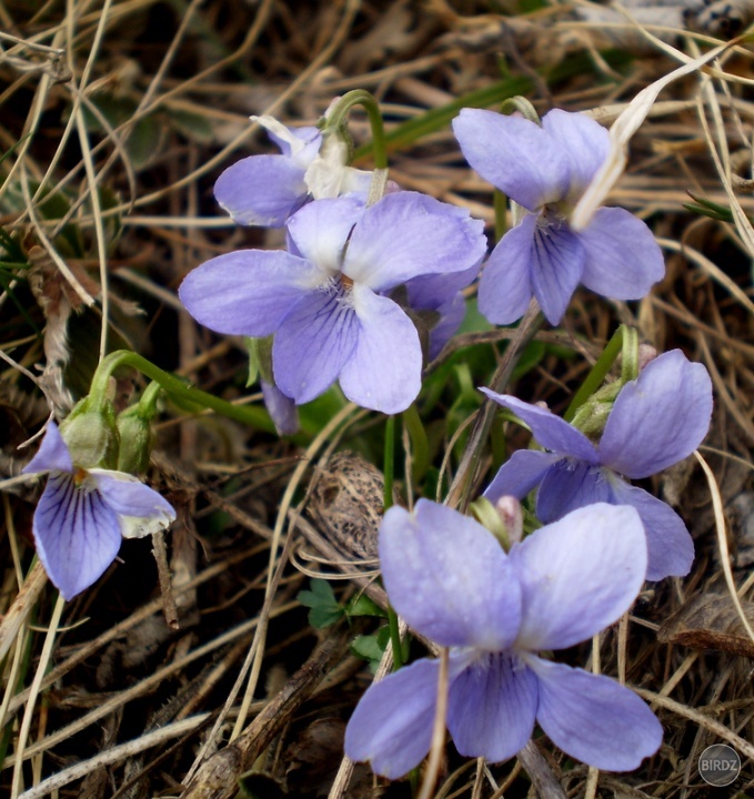 fialka voňavá (Viola odorata L.)