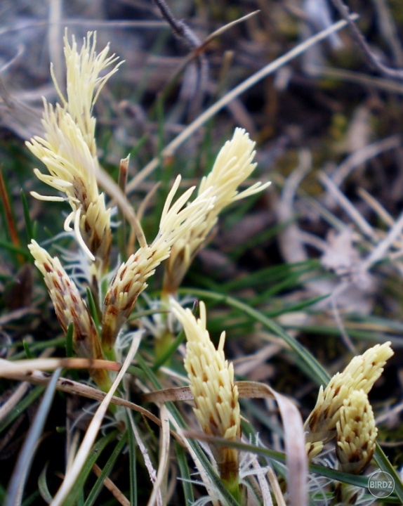 Ostrica nízka