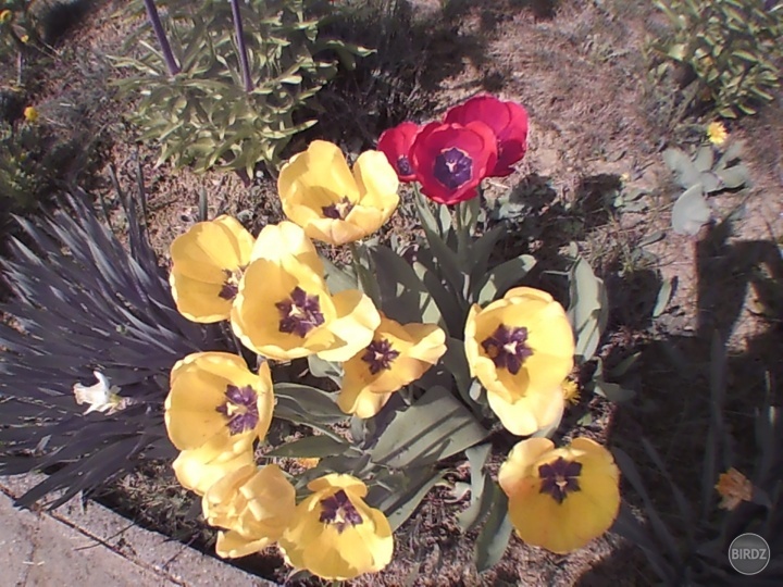 TULIPÁNY