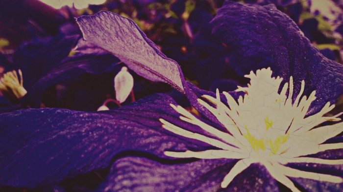 Moje veľké vášne : kvety a fotenie :-) 