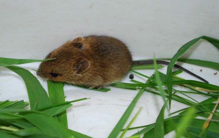 Živolovný odchyt hlodavcov 2
Ryšavka malooká (Apodemus microps) - asi samička, tohtoročné mláďa 