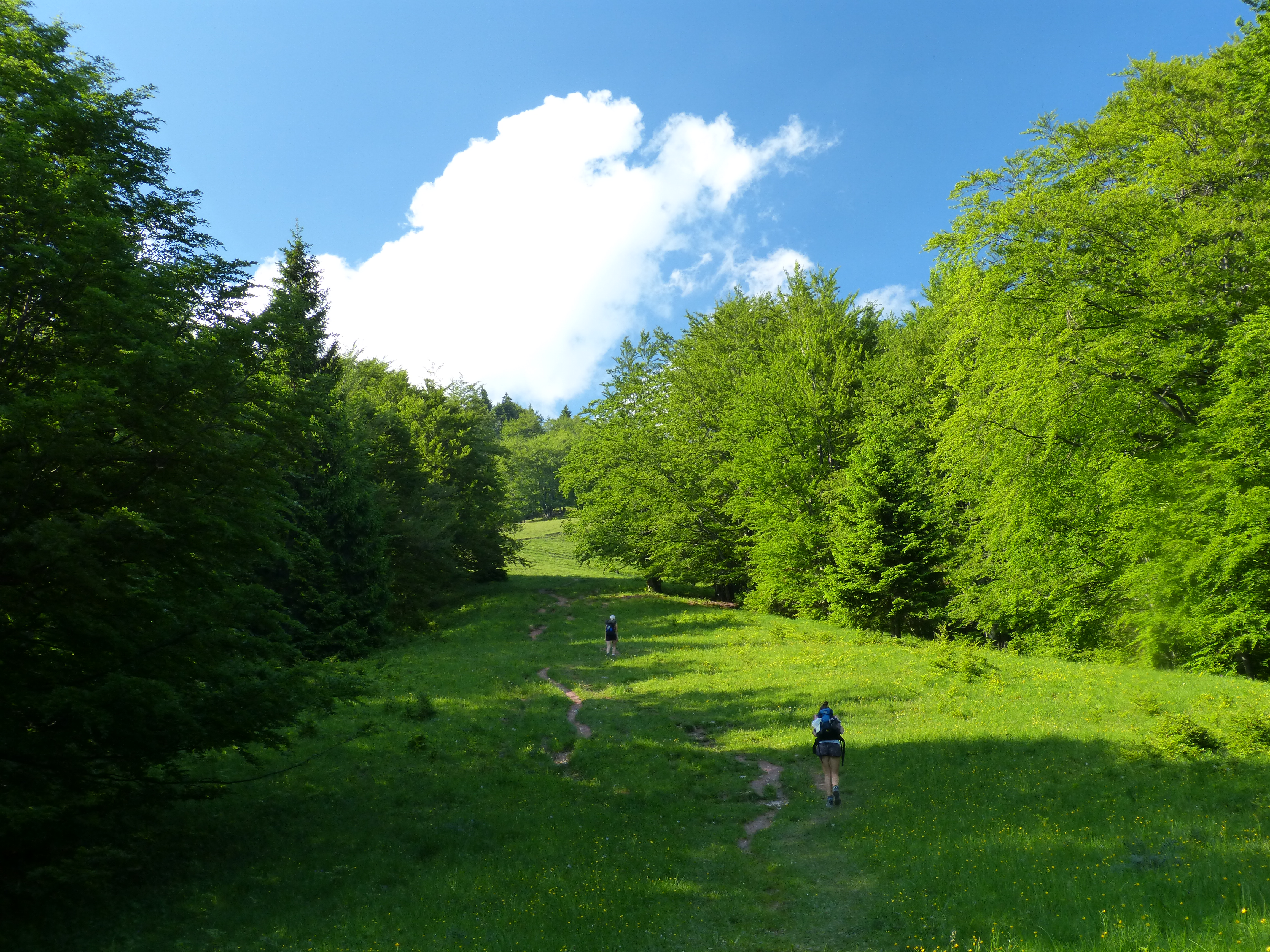 červeny grun
